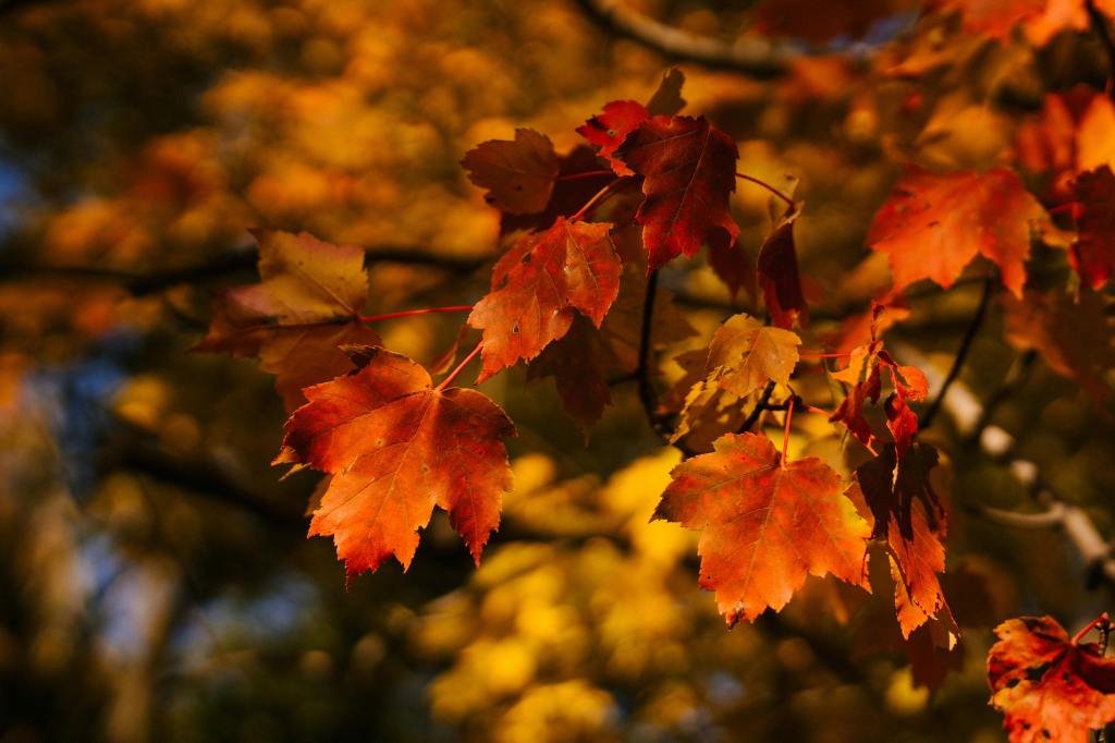 When Will the Maple Trees&nbsp;Bloom?